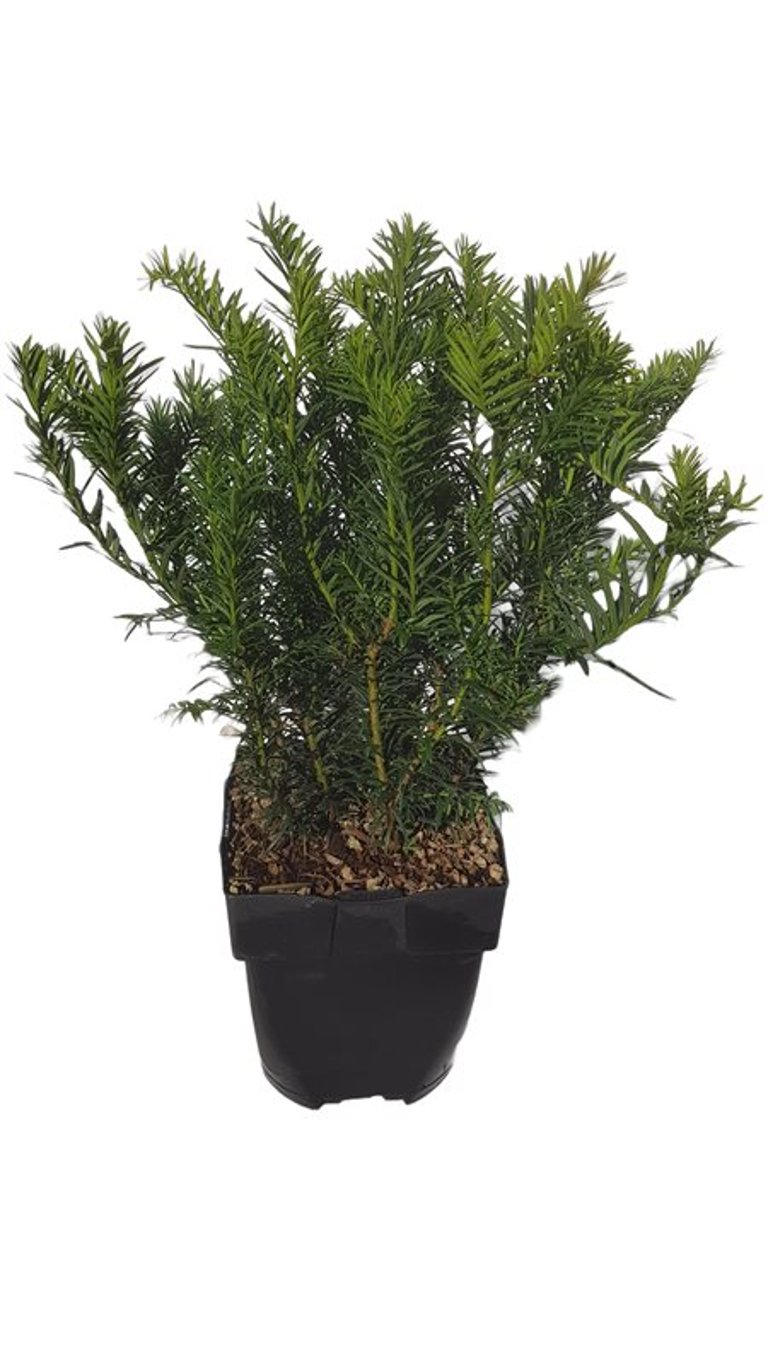 Taxus b. 'Repandens' - C2